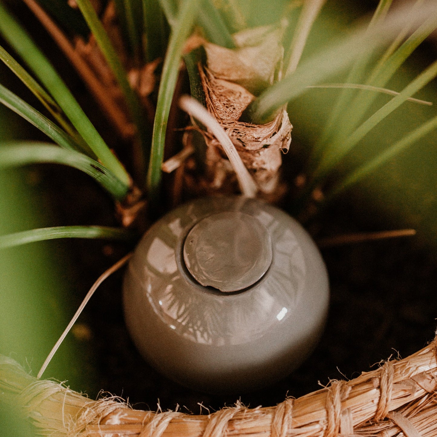 Ollas à planter