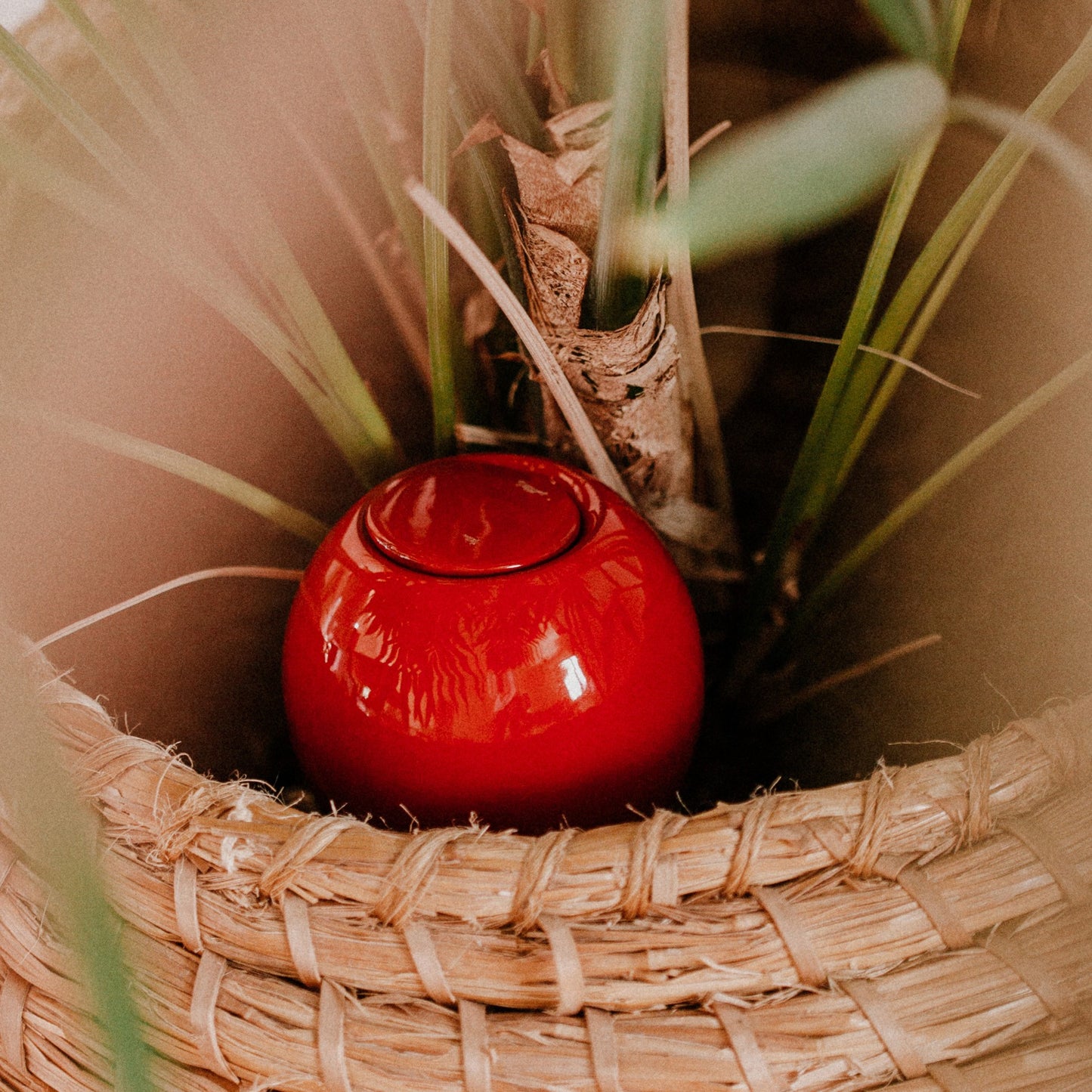 Ollas à planter