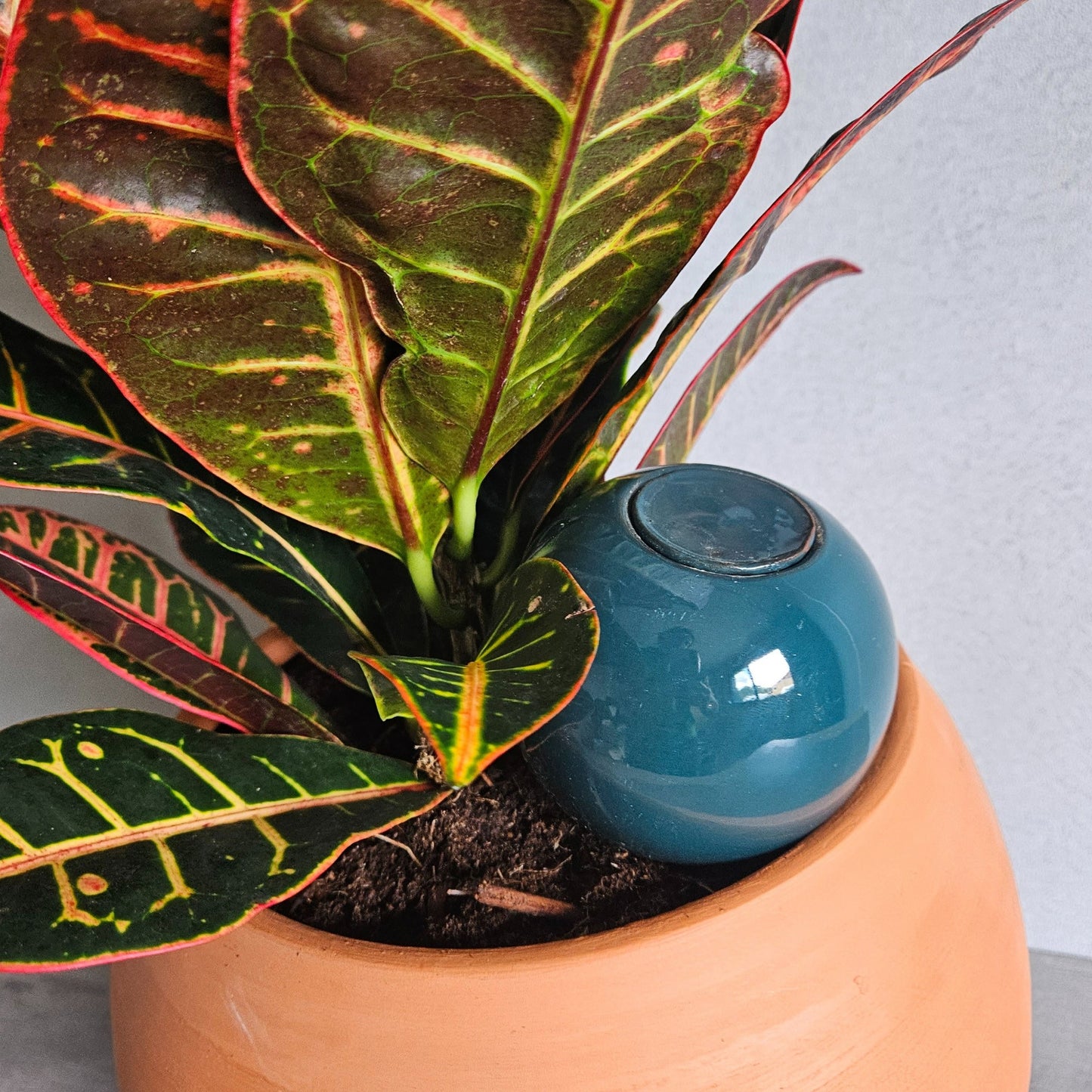 Ollas à planter