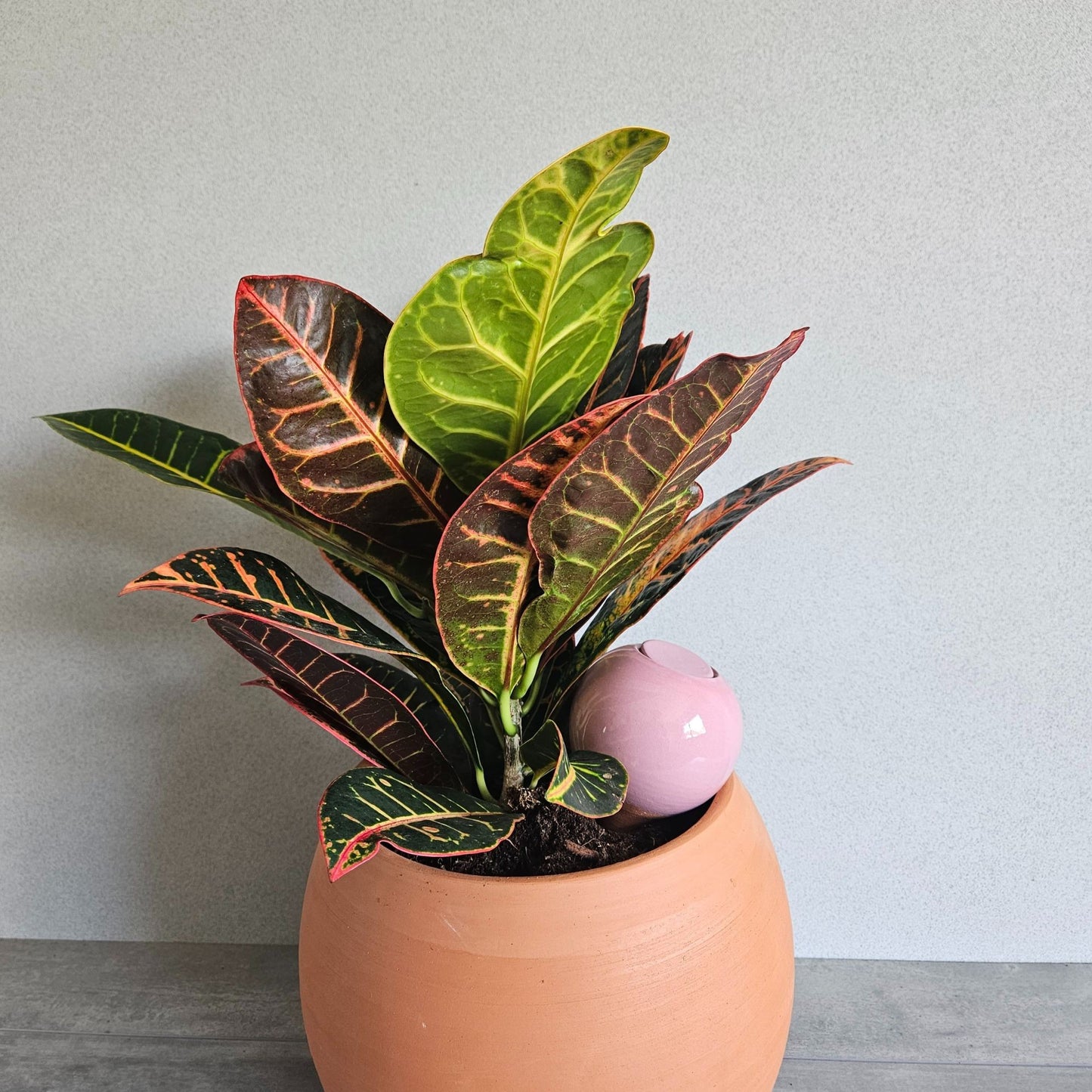 Ollas à planter