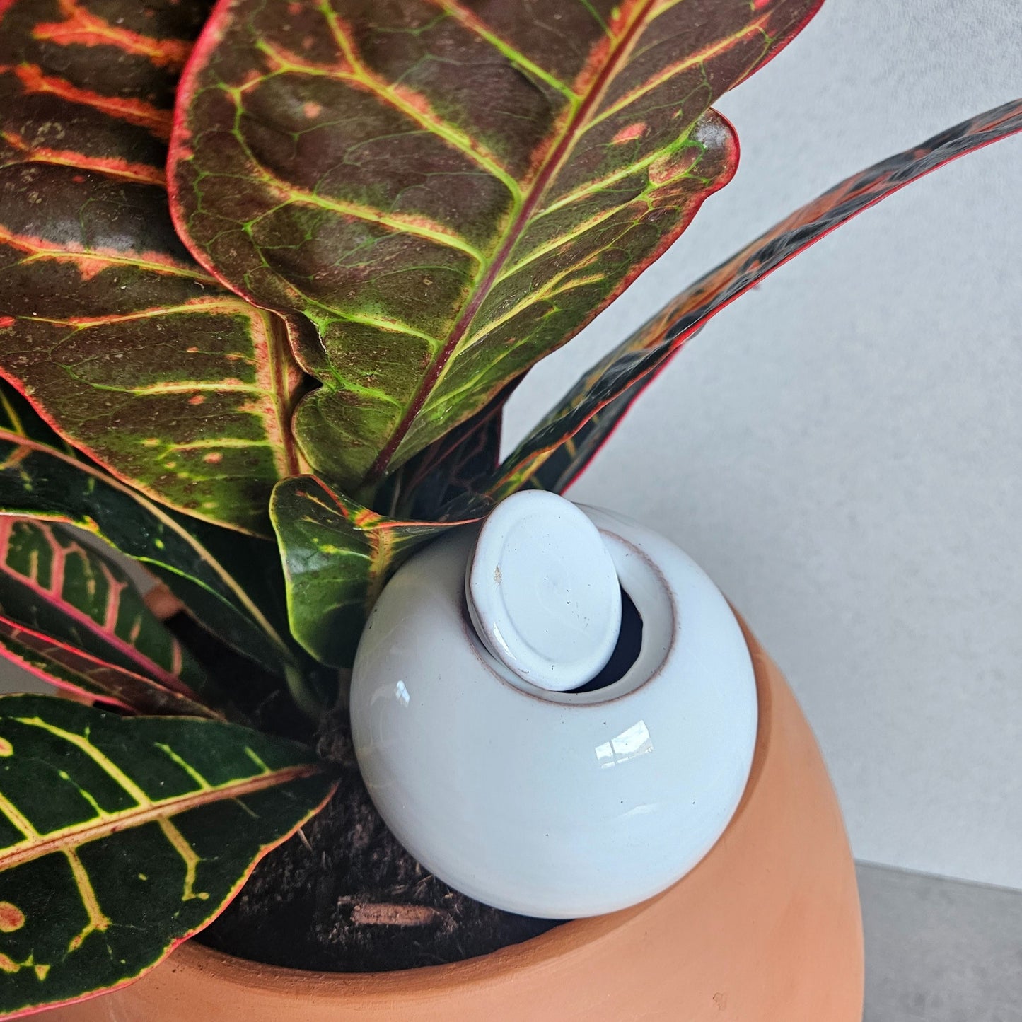 Ollas à planter