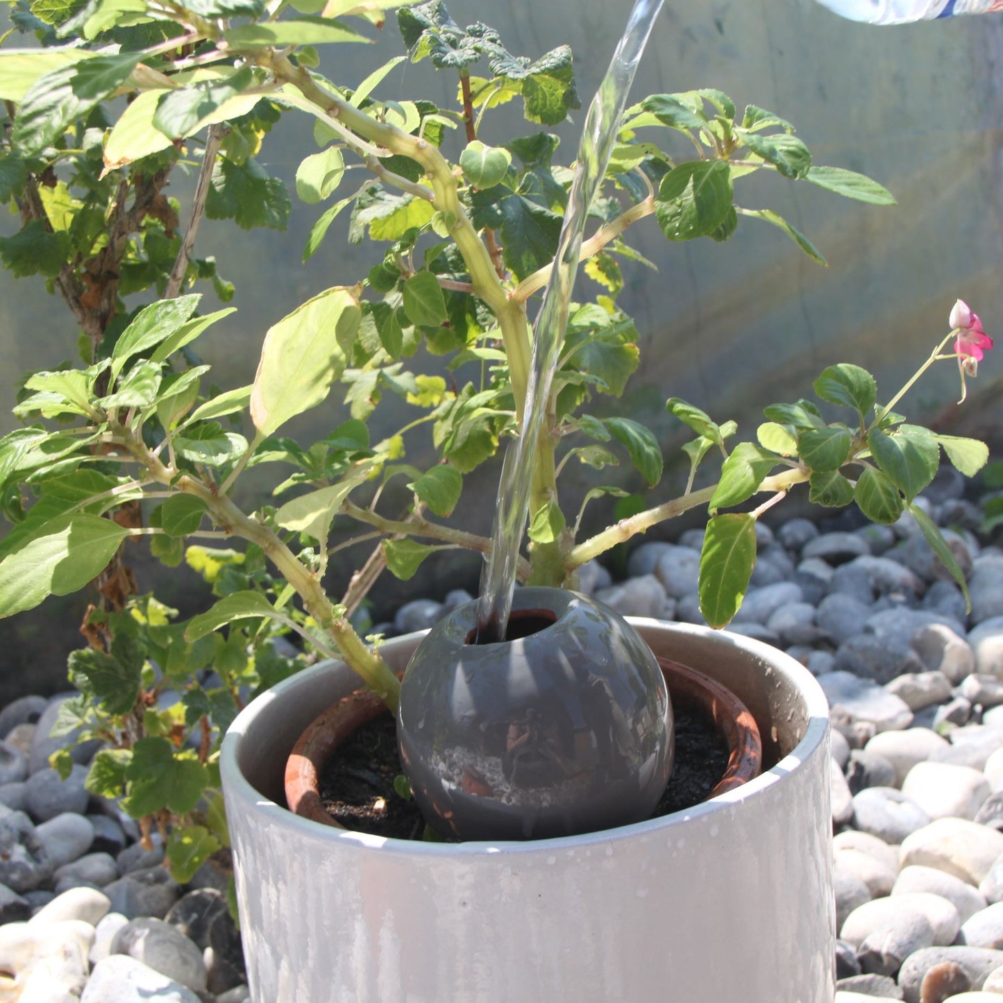 Ollas à planter